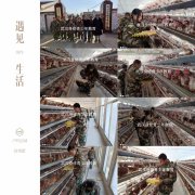 農(nóng)場撿雞蛋